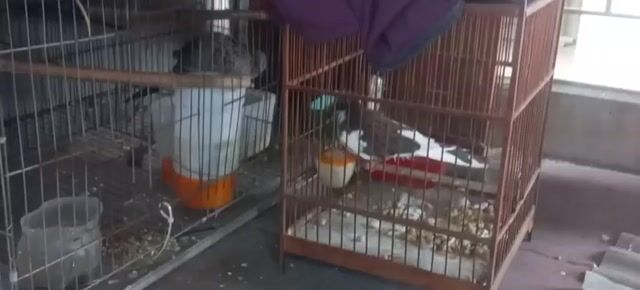 Chim cu gáy Thái. Mua bán Chim tại Quận Hà Đông Hà Nội được đăng bởi Anh Tú hình 1