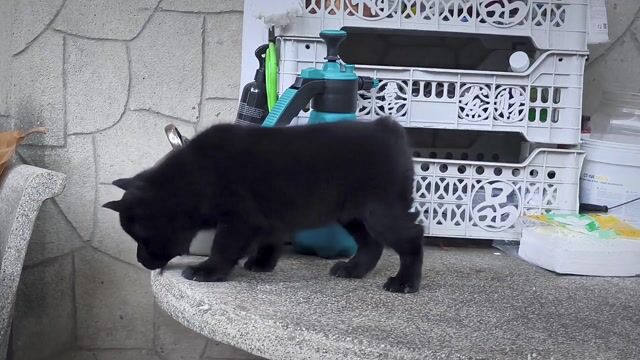 Chó Môn Cộc Đực Đen Mun + Lưỡi Đen (Chuẩn Giống). Mua bán Chó tại Quận Gò Vấp Tp Hồ Chí Minh được đăng bởi Shop SH Và Chó Cộc Sài Gòn hình 1