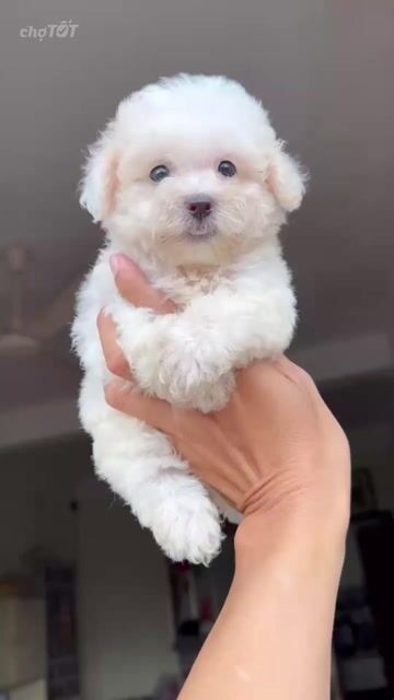 Chó Poodle đực 2 tháng đã tiêm. Mua bán Chó tại Quận 8 Tp Hồ Chí Minh được đăng bởi Quỳnh Như hình 1