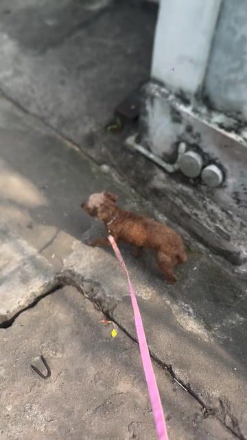 Chó Poodle cái 14 tháng. Mua bán Chó tại Quận Hà Đông Hà Nội được đăng bởi Thanh Cuh hình 1