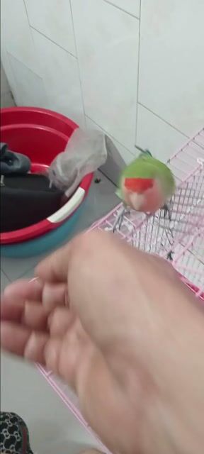 Vẹt Mẫu đơn Xanh lá Đỏ. Mua bán Chim tại Huyện Hóc Môn Tp Hồ Chí Minh được đăng bởi Như Lê hình 1