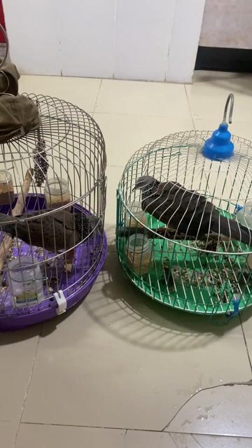 Chim cu gáy lâu năm. Mua bán Chim tại Quận 8 Tp Hồ Chí Minh được đăng bởi Trần Hương hình 1