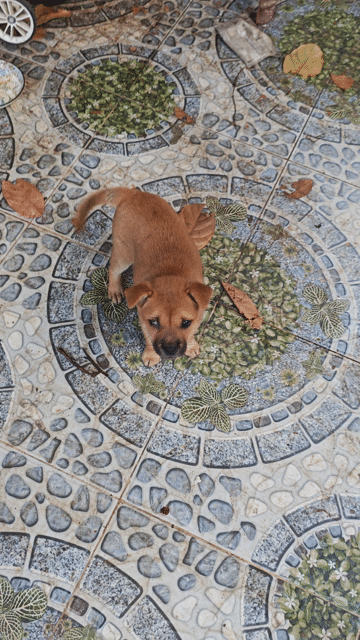 Chó ta con màu Nâu. Mua bán Chó tại Thành phố Biên Hòa Đồng Nai được đăng bởi Nguyễn Văn Tuấn hình 1