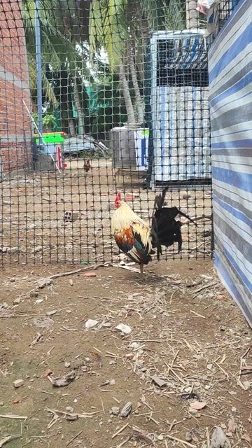 Gà Chuối chân xanh 1.4kg. Mua bán Gà tại Huyện Chợ Gạo Tiền Giang được đăng bởi vinh hình 1