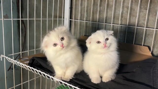 Mèo Anh lông ngắn tai cụp 2 tháng đã tiêm. Mua bán Mèo tại Thành phố Bắc Ninh Bắc Ninh được đăng bởi Oanh Phạm kiều hình 1