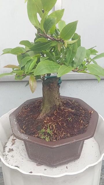 Mai vàng giảo hoàng kim mini hoành 14cm già mùa. Mua bán Cây cảnh, đồ trang trí tại Huyện Củ Chi Tp Hồ Chí Minh được đăng bởi Cây kiểng giá rẻ LT3 hình 1