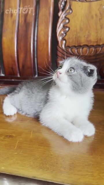 Mèo Anh lông ngắn Xám trắng Tai cụp. Mua bán Mèo tại Quận Bình Thuỷ Cần Thơ được đăng bởi Xuân Tiên hình 1