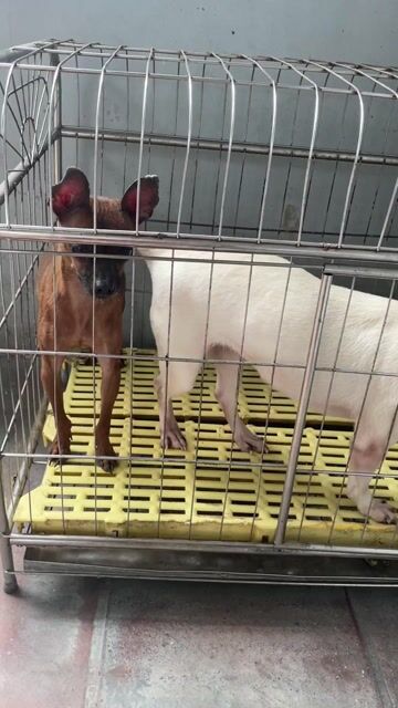 Chó Cái màu Nâu, Trắng. Mua bán Chó tại Thị xã Từ Sơn Bắc Ninh được đăng bởi Nguyễn tiến cương hình 1