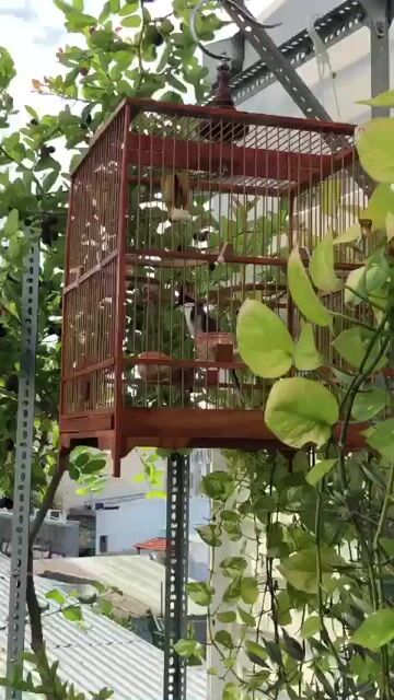 Chim chào mào đen trắng khỏe mạnh. Mua bán Chim tại Quận Gò Vấp Tp Hồ Chí Minh được đăng bởi Đat Đỗ hình 1