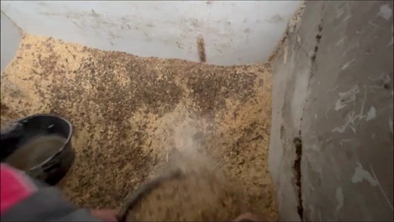 Présentation d'un élevage bovin allaitant et un élevage laitier