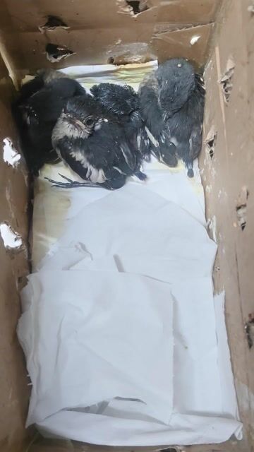 Chim Chích choè than Miền Bắc. Mua bán Chim tại Quận 10 Tp Hồ Chí Minh được đăng bởi Long hình 1