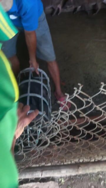 Bán heo mọi thịt giá 119 ngàn/ 1 kg. Mua bán Thú cưng khác tại Huyện Châu Thành An Giang được đăng bởi GIÀY DA THẬT HÀNG SI CAO CẤP hình 1