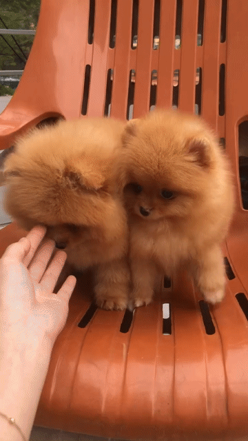pom(phốc sóc thuần chủng). Mua bán Chó tại Quận Bình Tân Tp Hồ Chí Minh được đăng bởi hồng nhung hình 1