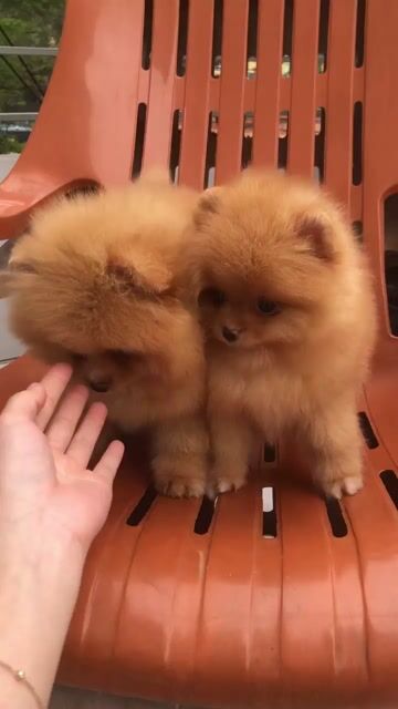 pom(phốc sóc thuần chủng). Mua bán Chó tại Quận Bình Tân Tp Hồ Chí Minh được đăng bởi hồng nhung hình 1