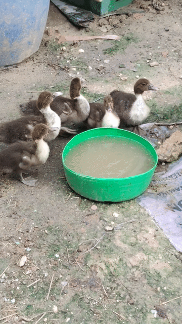 Vịt xiêm Giống to con 1 tháng. Mua bán Thú cưng khác tại Huyện Dương Minh Châu Tây Ninh được đăng bởi Cún Con   hình 1