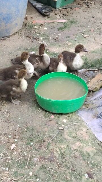 Vịt xiêm Giống to con 1 tháng. Mua bán Thú cưng khác tại Huyện Dương Minh Châu Tây Ninh được đăng bởi Cún Con   hình 1