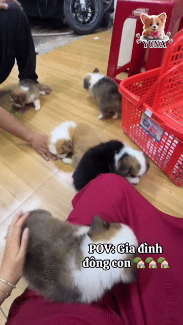 CHÓ CORGI THUẦN FORM ĐẸP MONG TO LÔNG DÀI CHÂN LÙN. Mua bán Chó tại Quận 3 Tp Hồ Chí Minh được đăng bởi Thùy Trang hình 1
