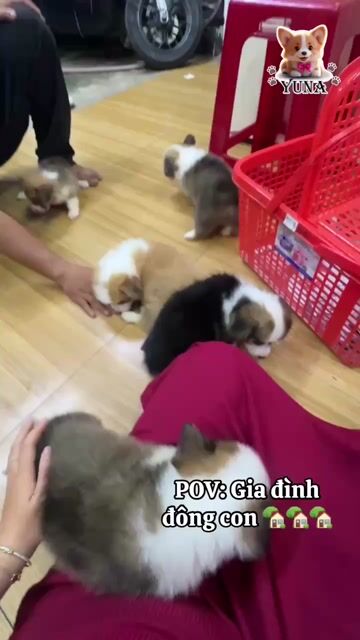CHÓ CORGI THUẦN FORM ĐẸP MONG TO LÔNG DÀI CHÂN LÙN. Mua bán Chó tại Quận 3 Tp Hồ Chí Minh được đăng bởi Thùy Trang hình 1