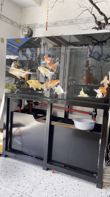 giảm tải size từ 20cm trở lên ưng nào nhắn e báo. Mua bán Thú cưng khác tại Quận Tân Bình Tp Hồ Chí Minh được đăng bởi đăng nguyễn hình 1