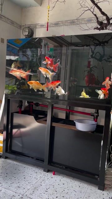 giảm tải size từ 20cm trở lên ưng nào nhắn e báo. Mua bán Thú cưng khác tại Quận Tân Bình Tp Hồ Chí Minh được đăng bởi đăng nguyễn hình 1