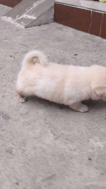 Chó Phốc sóc lai trắng 2 tháng. Mua bán Chó tại Quận 12 Tp Hồ Chí Minh được đăng bởi Mai Sương hình 1