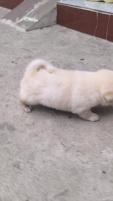 Chó Phốc sóc lai trắng 2 tháng. Mua bán Chó tại Quận 12 Tp Hồ Chí Minh được đăng bởi Mai Sương hình 1