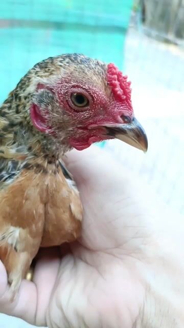 Gà tre bắc. Mua bán Gà tại Huyện Tam Bình Vĩnh Long được đăng bởi phận hình 1