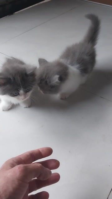 Mèo Xiêm đực 2 tháng Xám trắng. Mua bán Mèo tại Huyện Hóc Môn Tp Hồ Chí Minh được đăng bởi Nguyenminh hình 1