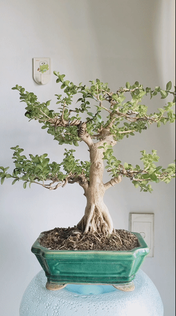 Cây cảnh bonsai Sam hương. Mua bán Cây cảnh, đồ trang trí tại Quận Gò Vấp Tp Hồ Chí Minh được đăng bởi Bình Minh hình 1