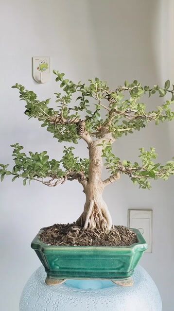Cây cảnh bonsai Sam hương. Mua bán Cây cảnh, đồ trang trí tại Quận Gò Vấp Tp Hồ Chí Minh được đăng bởi Bình Minh hình 1