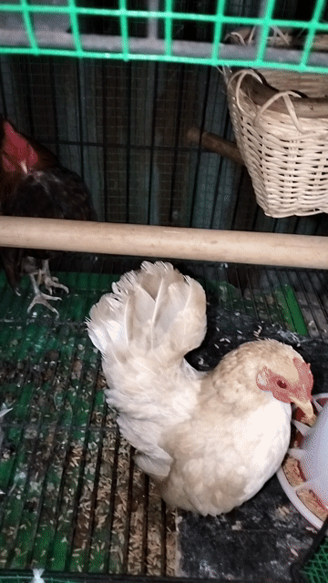 Gà Thái cặp đang đẻ. Mua bán Gà tại Thành phố Vĩnh Long Vĩnh Long được đăng bởi Hiệp hình 1