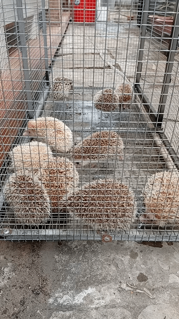 Nhím siêu rẻ. Mua bán Thú cưng khác tại Thành phố Tân An Long An được đăng bởi Nguyễn Trí Dũng hình 1