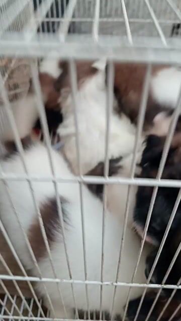 Chó Cún xù lai Nhật Đực Cái đã ăn. Mua bán Chó tại Thành phố Dĩ An Bình Dương được đăng bởi Heo hình 1