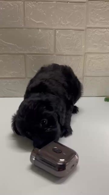 Chó Poodle đực gần 2 tháng. Mua bán Chó tại Quận Hải Châu Đà Nẵng được đăng bởi Tiệm giặt sấy hình 1