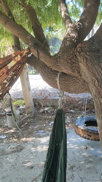 me bay ae nào cần thì liên hệ trực tiếp al. Mua bán Cây cảnh, đồ trang trí tại Huyện Hàm Thuận Bắc Bình Thuận được đăng bởi huynh hình 1