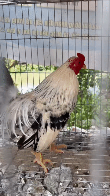 Gà kiểng trống màu Trắng đen 4lag5. Mua bán Gà tại Huyện Thoại Sơn An Giang được đăng bởi A Thât Tha hình 1