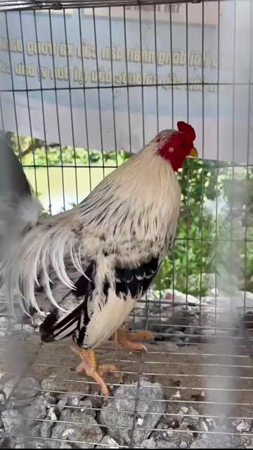 Gà kiểng trống màu Trắng đen 4lag5. Mua bán Gà tại Huyện Thoại Sơn An Giang được đăng bởi A Thât Tha hình 1