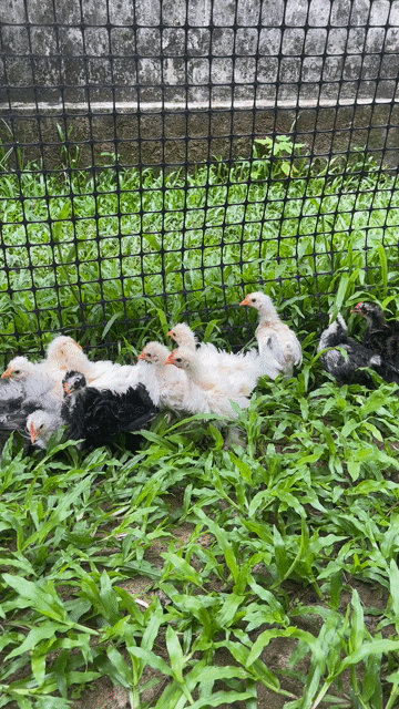Gà cảnh Penkin xù con đa dạng màu. Mua bán Gà tại Quận Cái Răng Cần Thơ được đăng bởi Văn Lê hình 1