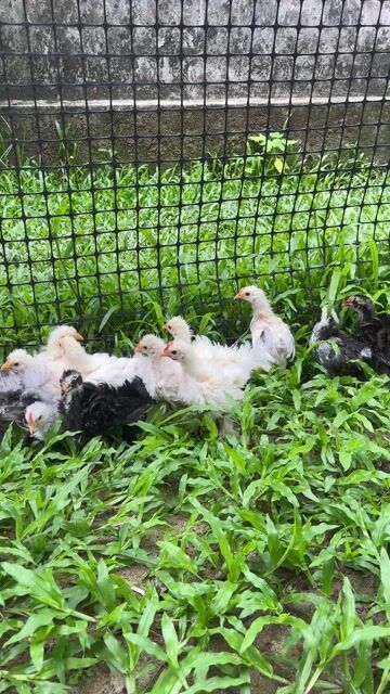 Gà cảnh Penkin xù con đa dạng màu. Mua bán Gà tại Quận Cái Răng Cần Thơ được đăng bởi Văn Lê hình 1