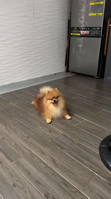 Chó Pomeranian Mini đực 1 tuổi. Mua bán Chó tại Quận Tân Bình Tp Hồ Chí Minh được đăng bởi Minh vương hình 1