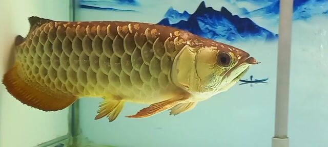 Cá Kim Long Quá Bối Vàng 24k9999 Sumo. Mua bán Thú cưng khác tại Quận 12 Tp Hồ Chí Minh được đăng bởi Trung Thành  hình 1