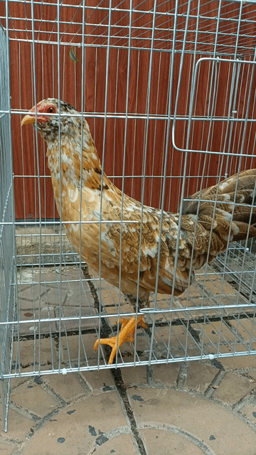 Gà mái Tân Châu mặt râu bông sắp đẻ. Mua bán Gà tại Thành phố Cà Mau Cà Mau được đăng bởi Tên chưa cung cấp hình 1