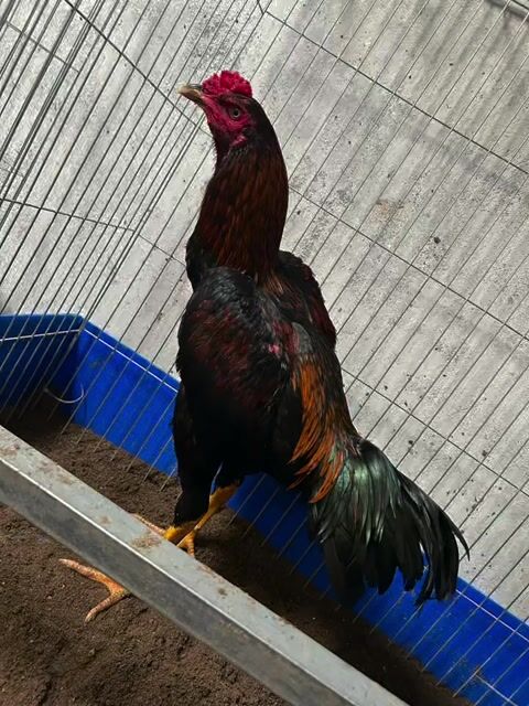 Gà chọi Đực Đen Nâu đỏ. Mua bán Gà tại Huyện Thanh Trì Hà Nội được đăng bởi Thuỷ hình 1