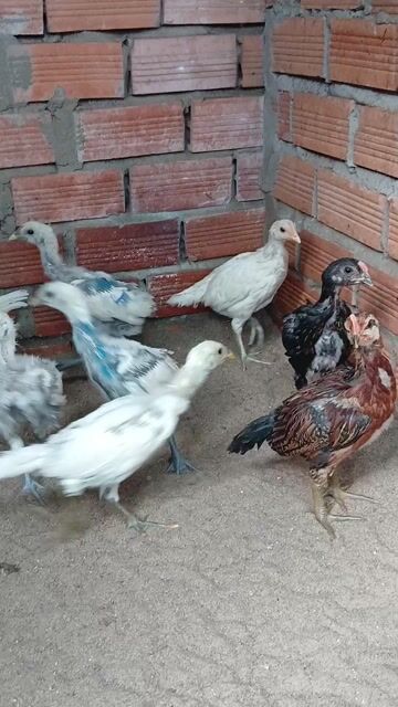 Gà Peru 40 ngày. Mua bán Gà tại Quận Bình Thuỷ Cần Thơ được đăng bởi Trại gà long tuyền bình thủy cần thơ hình 1