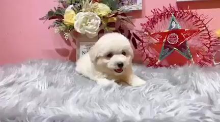 Chó Poodle nhiều màu. Mua bán Chó tại Quận Hoàng Mai Hà Nội được đăng bởi Lucky pet hình 1