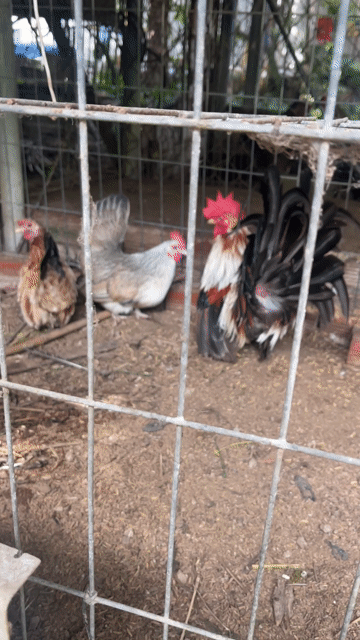 Gà tre Thái 3 con. Mua bán Gà tại Thành phố Mỹ Tho Tiền Giang được đăng bởi Hưng hình 1