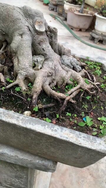 Cây cảnh Xanh Nam Điền. Mua bán Cây cảnh, đồ trang trí tại Huyện Tiên Lãng Hải Phòng được đăng bởi Lê Đức toản  hình 1