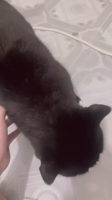 mèo anh lông ngắn. Mua bán Mèo tại Quận 7 Tp Hồ Chí Minh được đăng bởi Hồngg Vânn hình 1