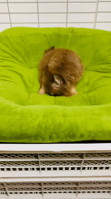 Chó Chihuahua Teacup Đực Socola Lông dài. Mua bán Chó tại Quận 8 Tp Hồ Chí Minh được đăng bởi Nguyễn Mạnh  hình 1