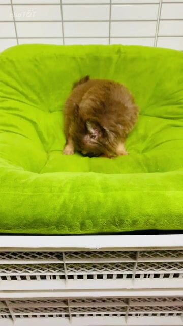 Chó Chihuahua Teacup Đực Socola Lông dài. Mua bán Chó tại Quận 8 Tp Hồ Chí Minh được đăng bởi Nguyễn Mạnh  hình 1